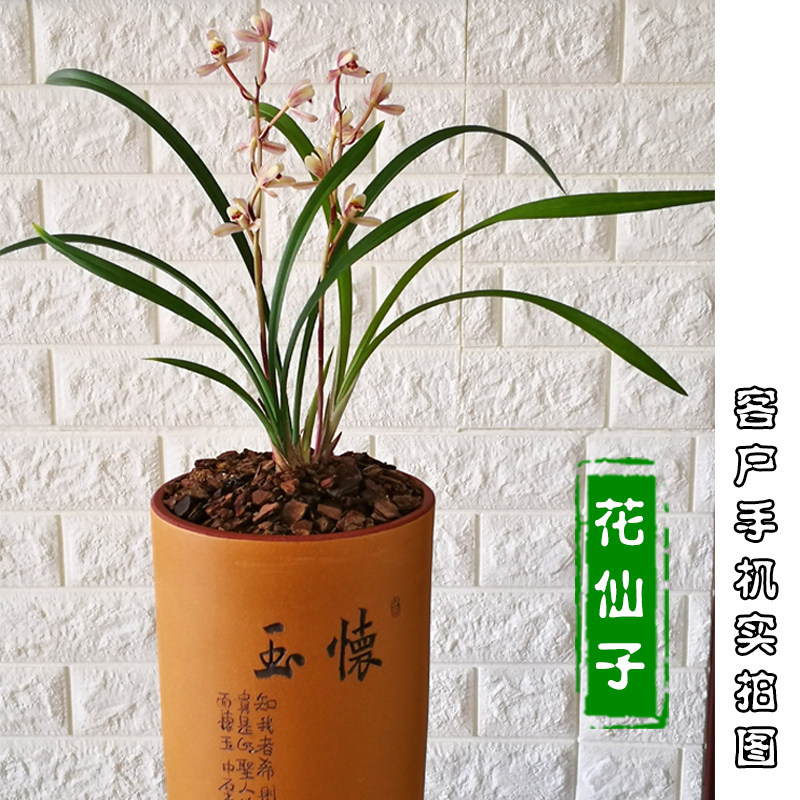 名贵高档兰花矮种东方荷花仙子盆栽建兰四季花苗时令草本花卉