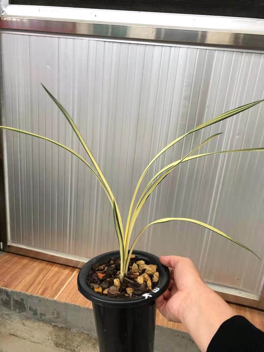 精品名贵名贵兰兰花寒兰中透艺草关山开花超香时令草本花卉