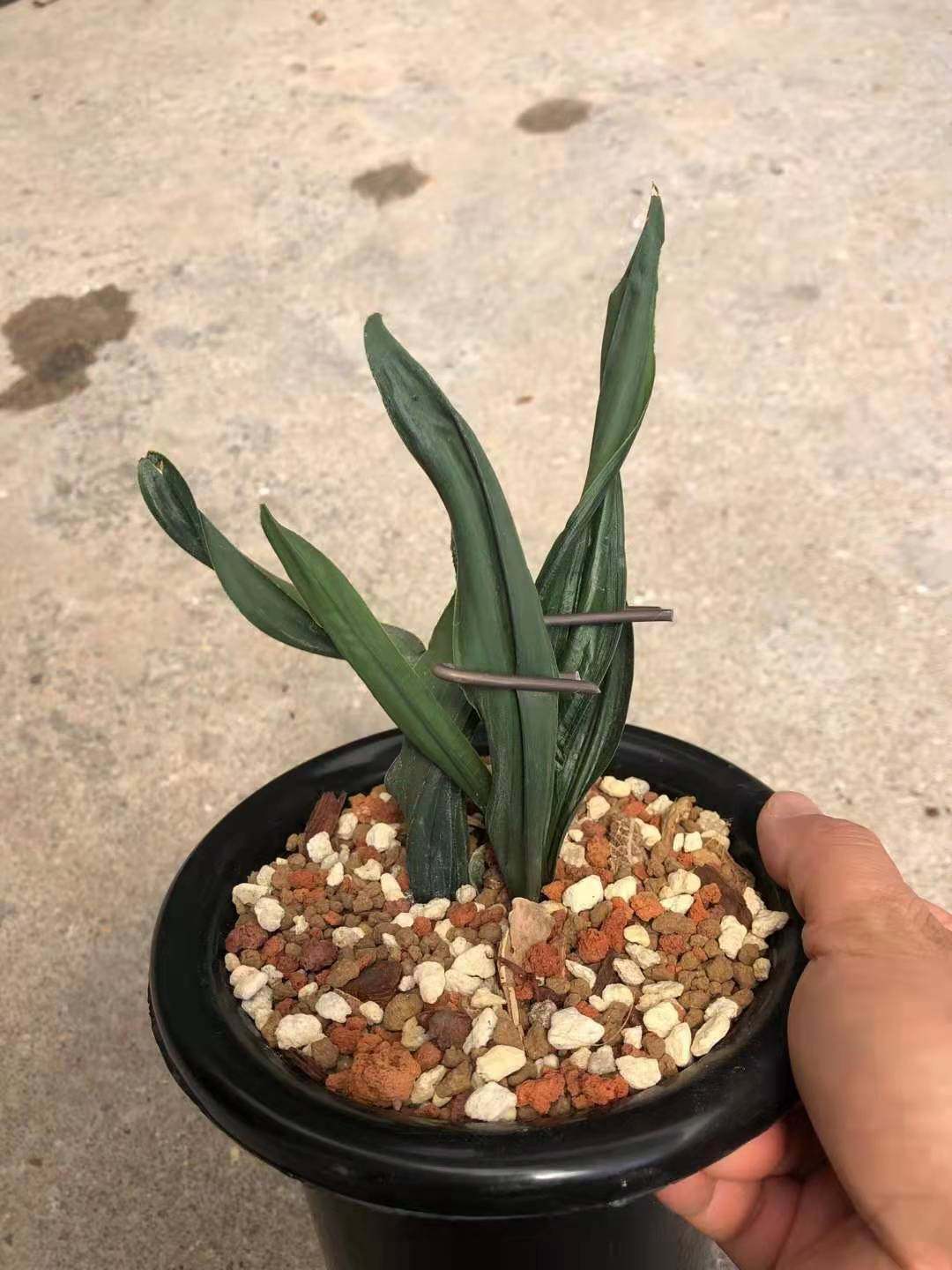 精品兰花墨兰奇叶稀有品种文山佳龙室内绿植花卉植物盆栽花苗