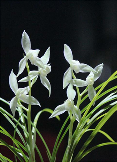 云南自然名品品兰花苗莲瓣冰美人浓香绿植花卉时令草本花卉