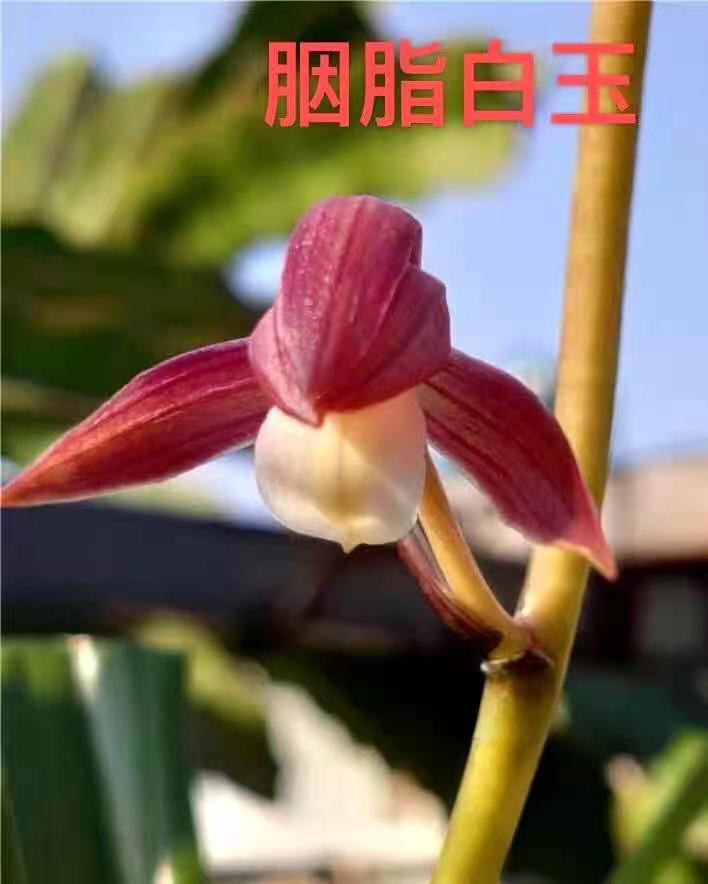 名贵墨兰精品世界世界上上超香兰兰花胭脂白玉时令草本花卉