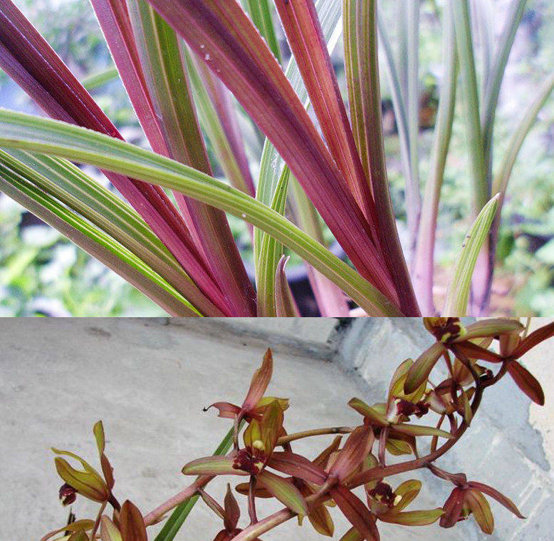 蕙兰清仓精品红香兰花秦岭浓香时令草本花卉