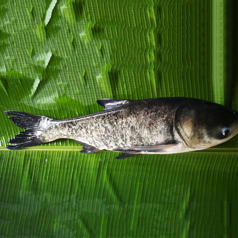 蓉羊生鲜农家新品新鲜鲜活活水鱼胖头鱼花鲢鱼淡水鱼类