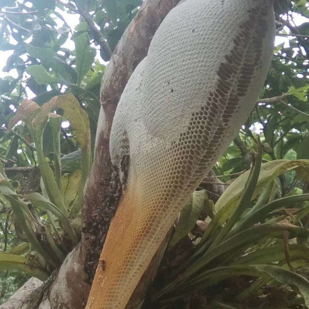 蓉羊子云南林区特产老人小孩滋补新鲜天然野生树挂蜜岩蜂蜜600克