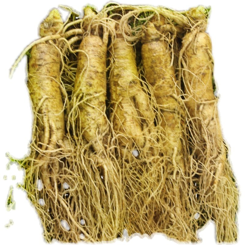 长白山现挖新货人参精选高年头大鲜参坏单包赔人参