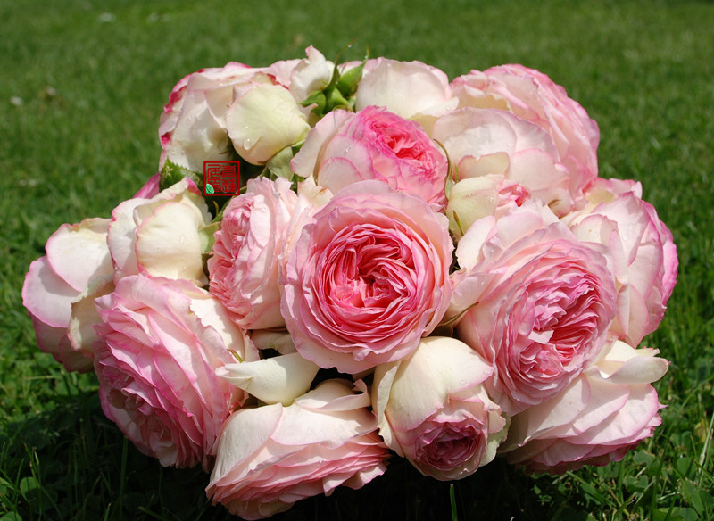 青莲居欧洲月季花进口嫁接2年精品欧月灌木庭院花坛花园阳台种苗