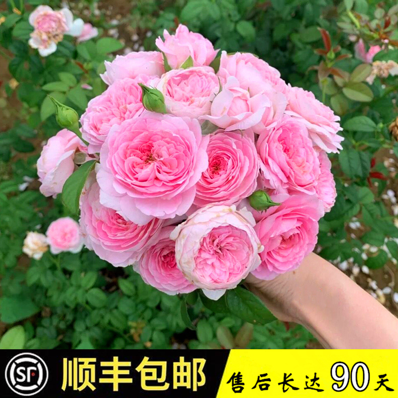 我的心月月季爬藤母系大苗藤本蔷薇花苗多季时令草本花卉