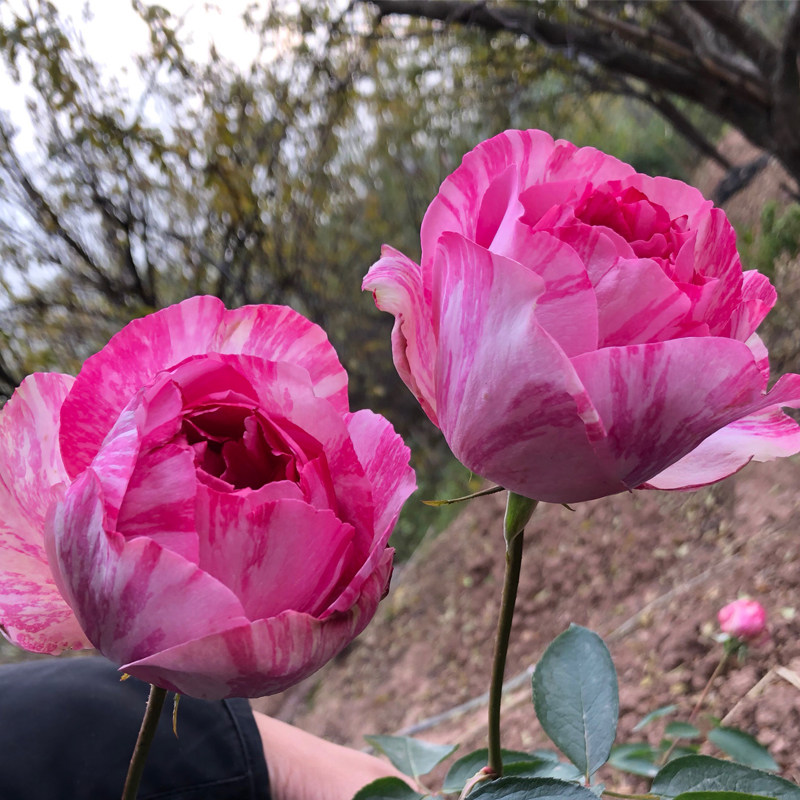 伊芙飞溅夏洛特月季大花浓香多季开花庭院花园露台花卉玫瑰花植物
