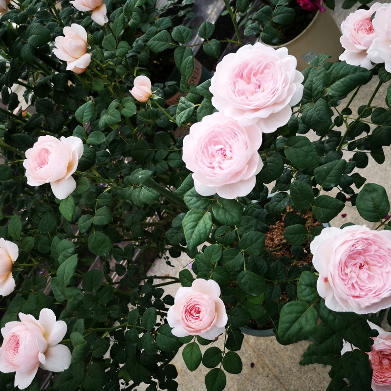 瑞典女王月季大苗灌木庭院花园园地观花绿植花卉