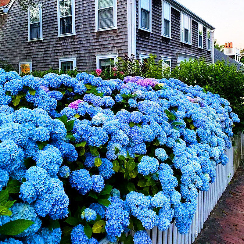 无尽阳台院地庭院别墅仙花八仙巨无霸多季夏绣球时令草本花卉