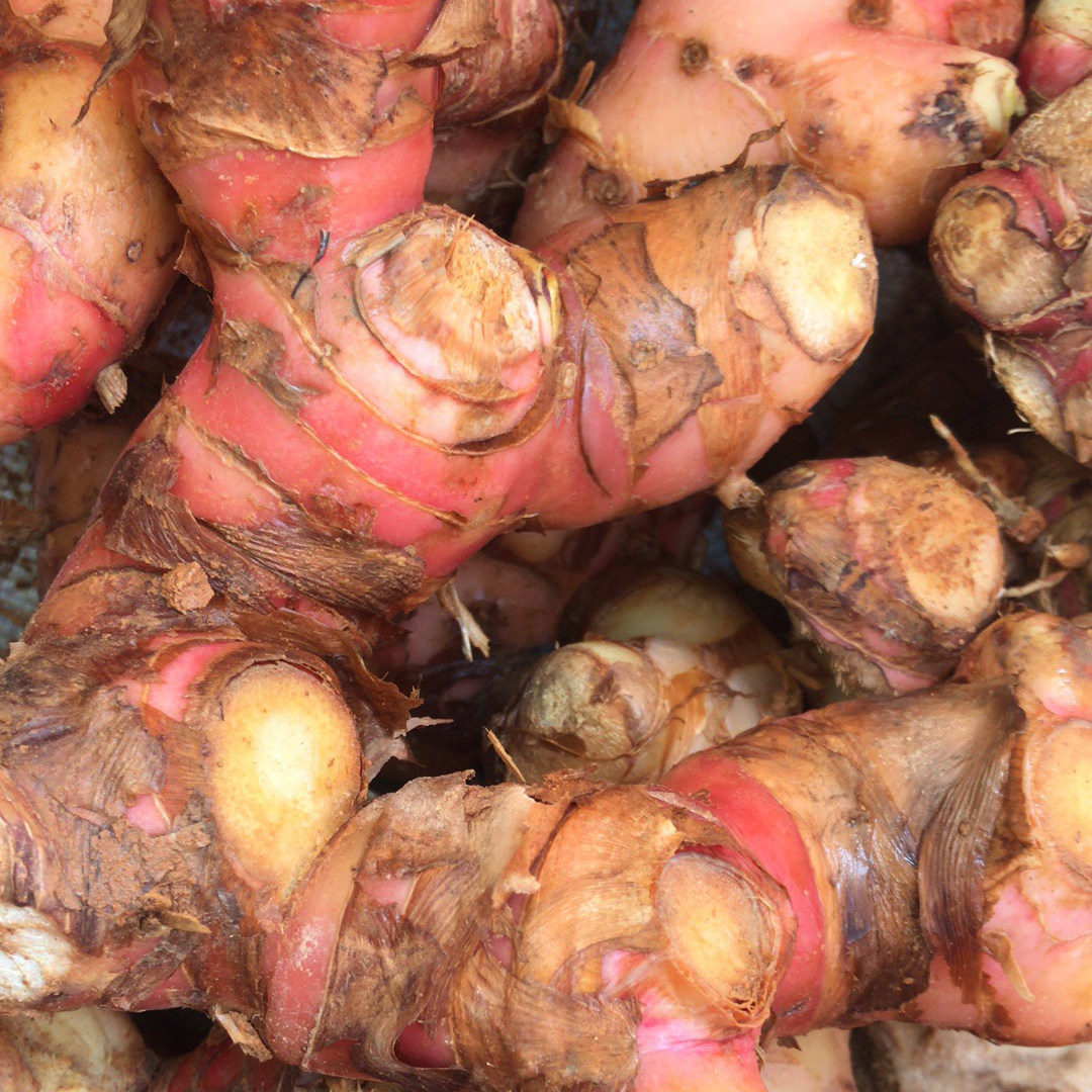 姜包邮南姜包邮山潮汕新鲜优质南姜山调味调料1斤生姜