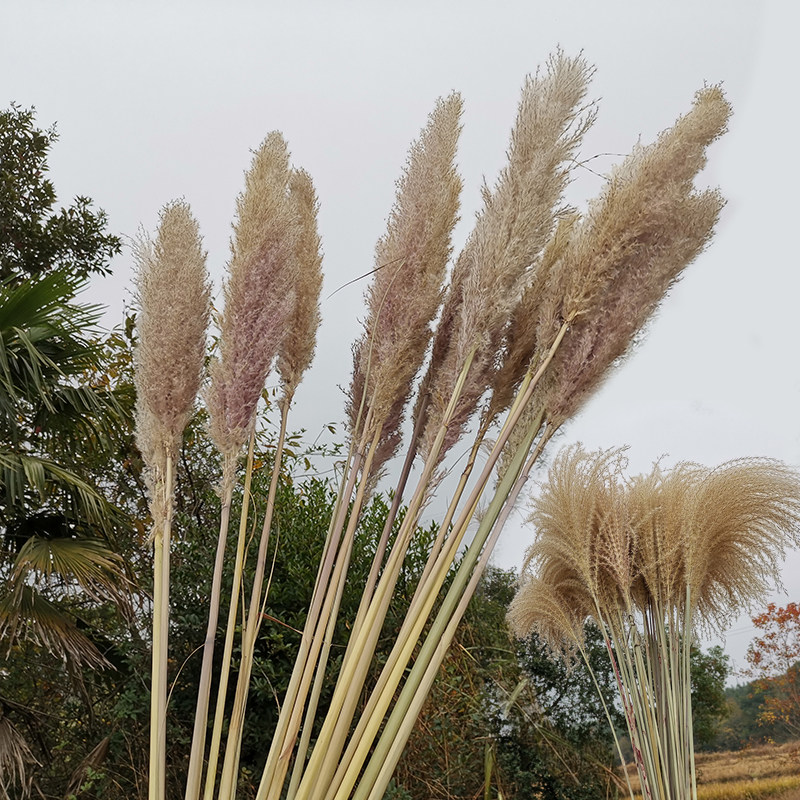 网红芦苇干花真花diy材料风干插花干花束天然装饰客厅落地芦苇花