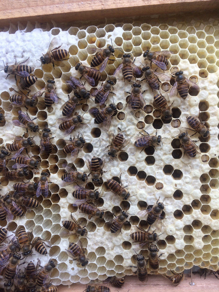 蜜蜂药巢虫清巢虫灵中蜂棉虫药巢虫净直接喷脾不脱蜂安全有效