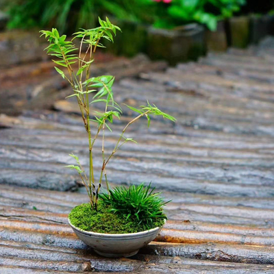 小米一朵基地竹矮小型凤尾文人室内桌面盆景绿植