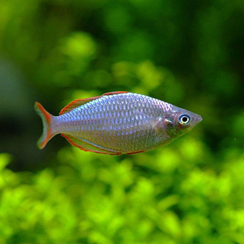 美人鱼电光蓝美人刚果蓝灯热带鱼观赏鱼活体草缸包鱼