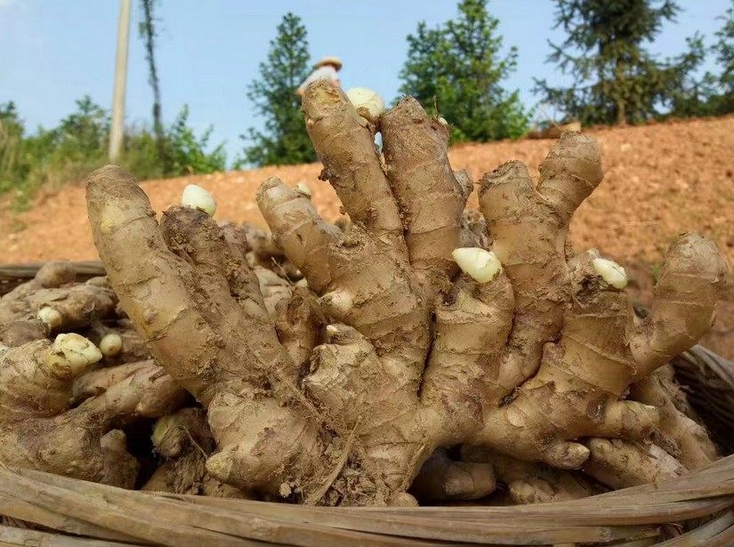 黄姜月子小黄辛辣正宗姜正宗新鲜生姜老黄有机生姜