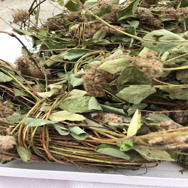 正品纯野野生狸尾干货狐狸尾草羊咩香草草药其他药食同源食品