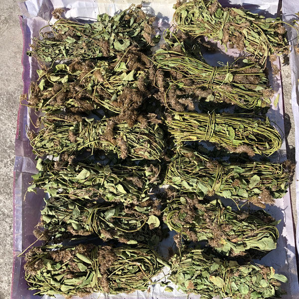 正品纯野野生狸尾干货狐狸尾草羊咩香草草药其他药食同源食品