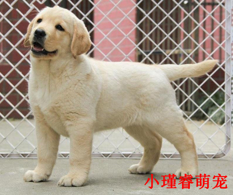 拉布拉多幼犬纯种活体 大型犬中型犬阿拉斯加萨摩耶金毛宠物狗狗
