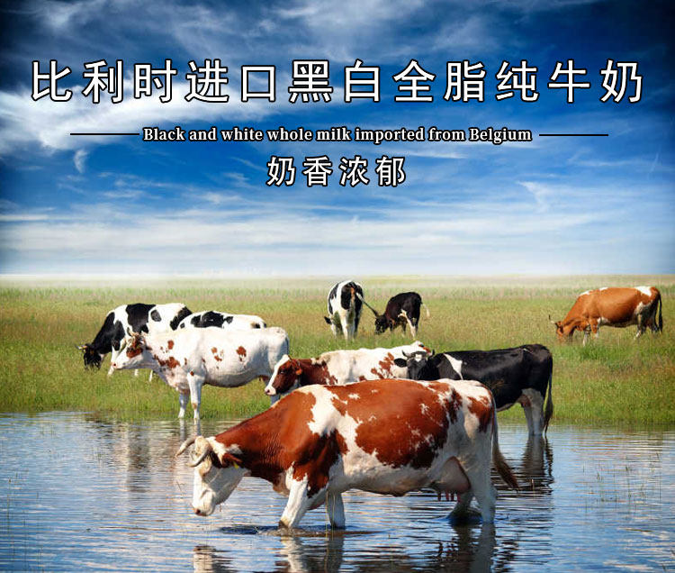 比利时进口黑白全脂纯牛奶盒装整箱量大港式奶茶纯牛奶