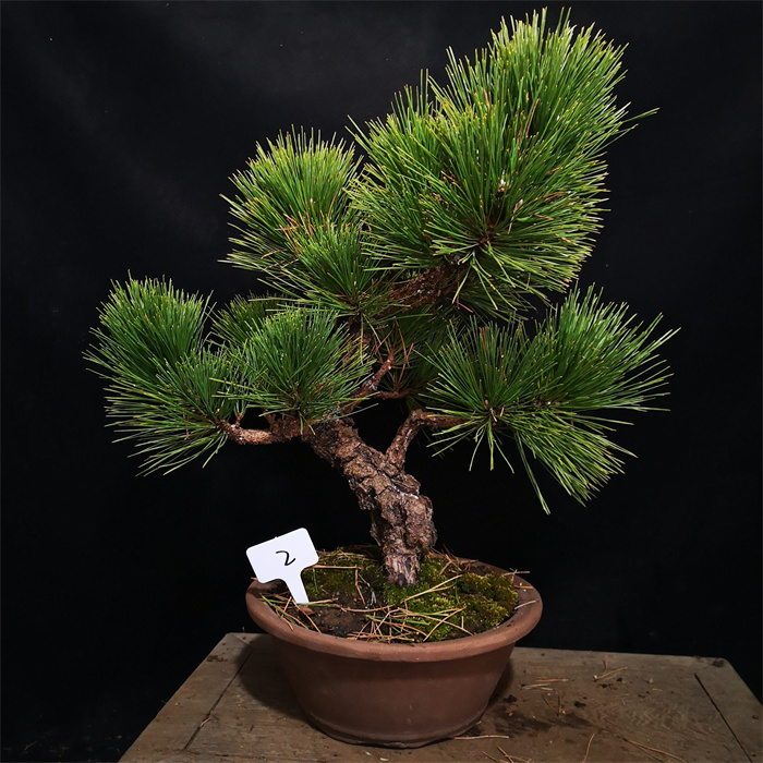 盆景锦松盆栽精品日本八房苍老爆皮矮霸绿植