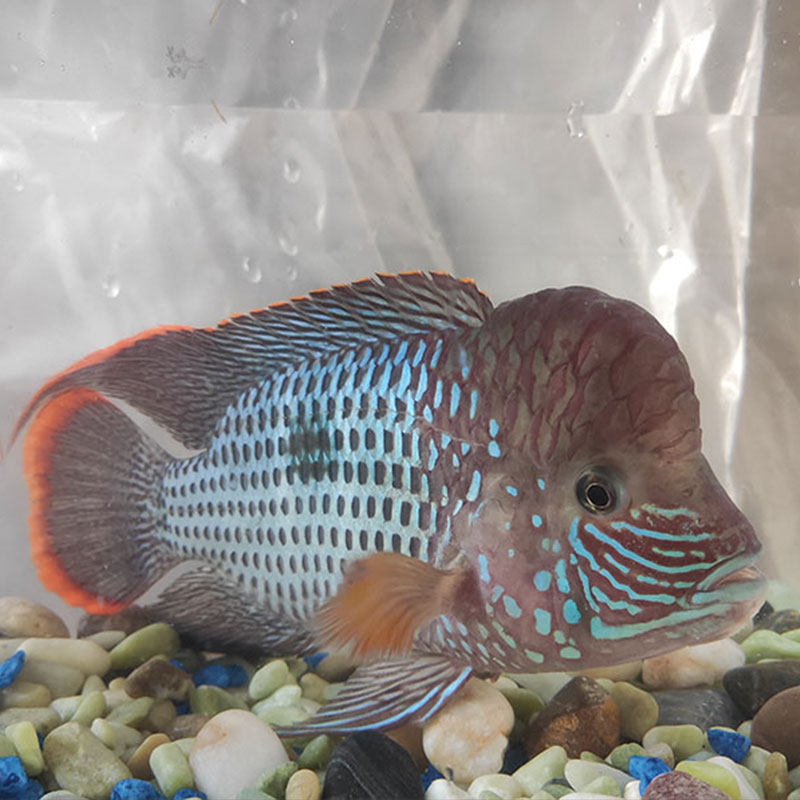 皇冠玉面起头红尾冠蓝财神水族热带观赏鱼精品鱼