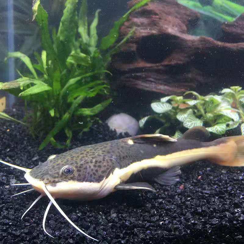 狗仔鲸鱼红尾淡水大型凶猛肉食活体热带水族鱼