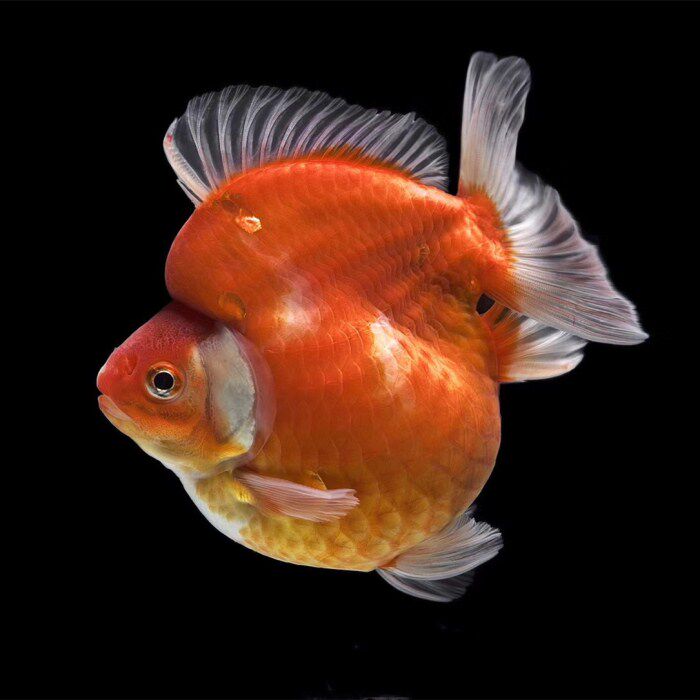 鎏金金鱼活体观赏鱼淡水鱼红白长尾高背樱花包邮鱼