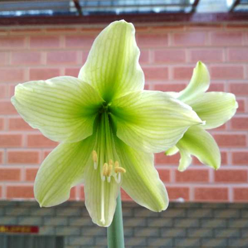 南非朱顶红小青龙 小花品种 小球