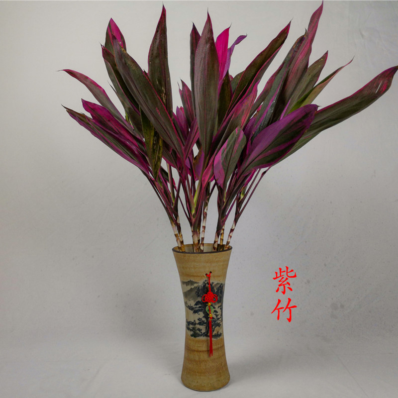 常青植物大叶富贵竹新鲜紫竹室内水养小叶招财竹水培观音竹四季