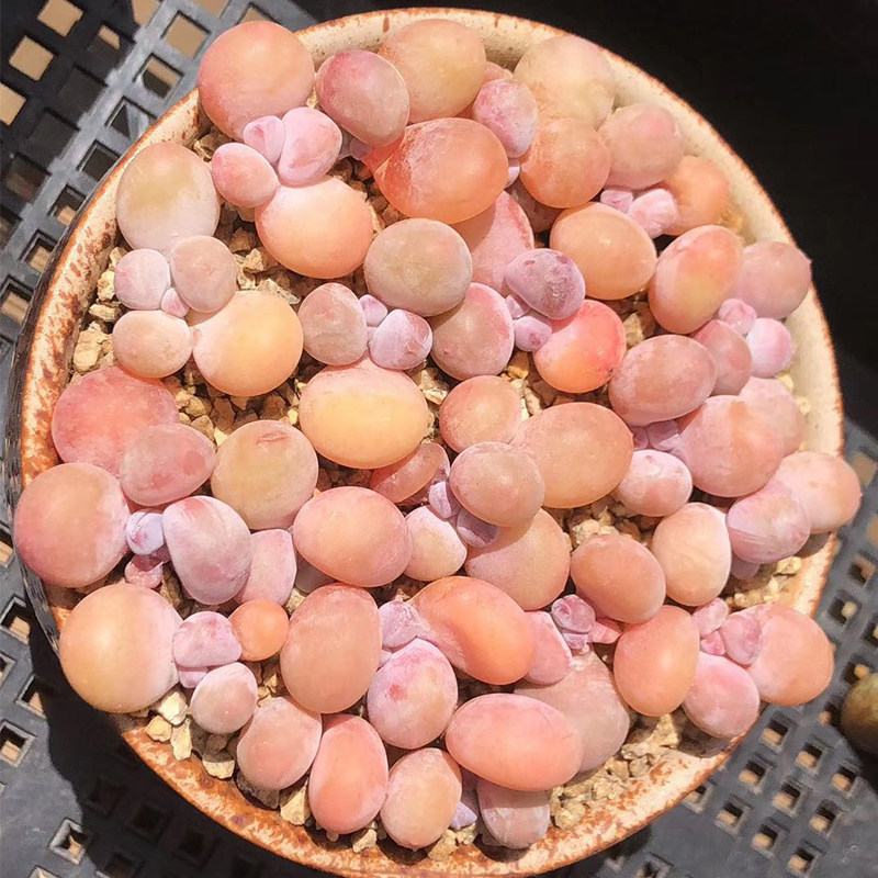 奶酪多肉彩虹蛋黄芭比老桩植物稀有品种罕见多肉植物