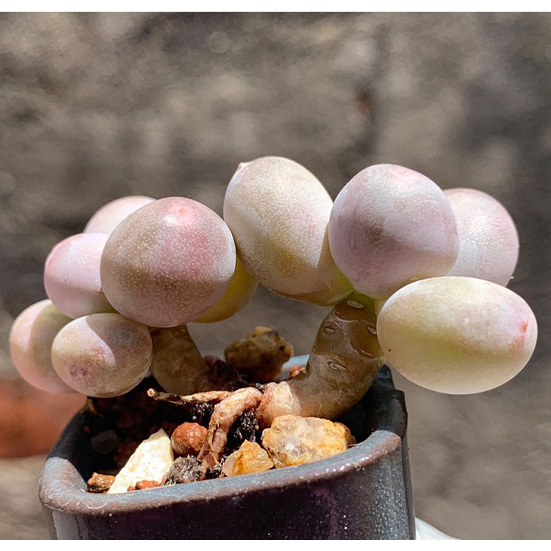 多肉奶酪蛋黄芭比罕见植物稀有品种货多进口多肉植物