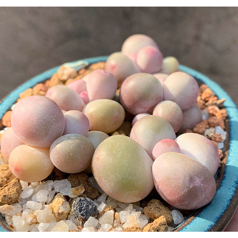 多肉稀有蛋黄奶酪有多罕见货多肉多植物品种多肉植物