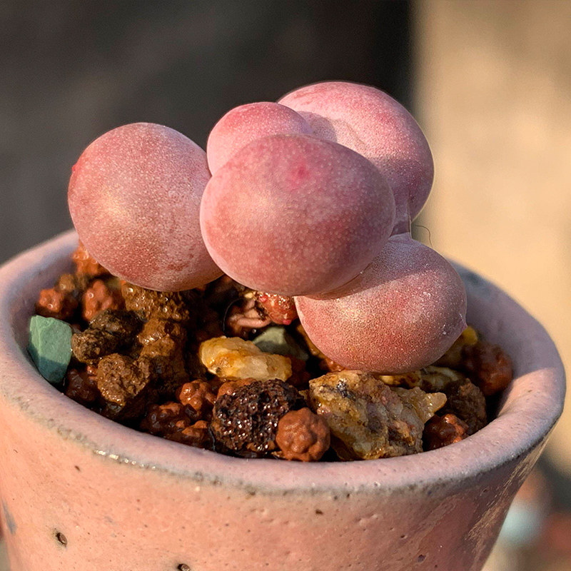 奶酪多肉稀有彩虹蛋黄植物品种罕见有多肉老桩多肉植物