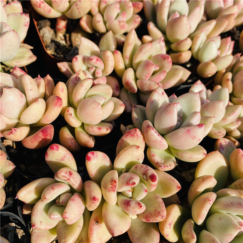 奶油鳄梨多肉老桩植物群生控养阳台办公室一物多肉植物