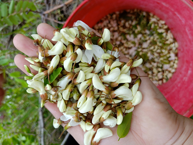 槐花菜图片大全图片