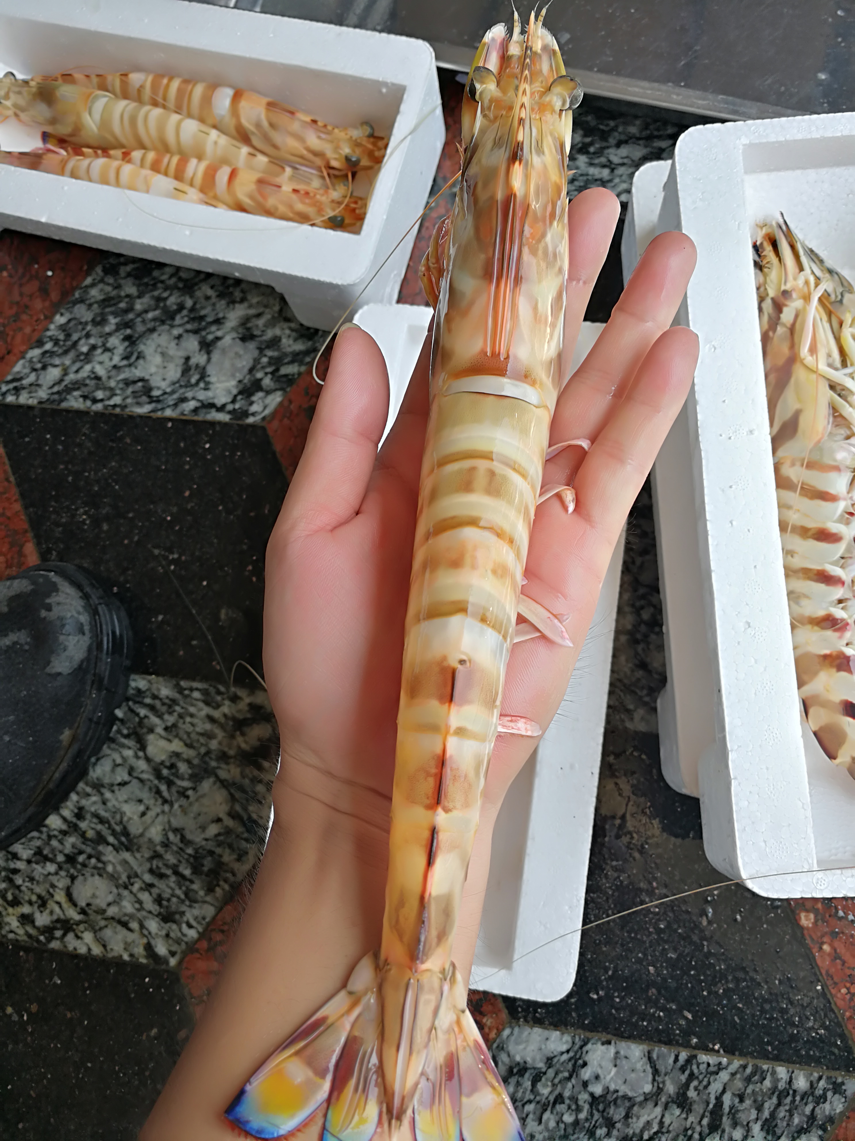 野生海捕斑节虾九节虾大虾海虾竹节虾对虾虎虾大明虾