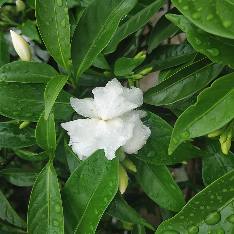 包邮带发货阳台庭院室外花卉植物狗牙马蹄秋香时令草本花卉