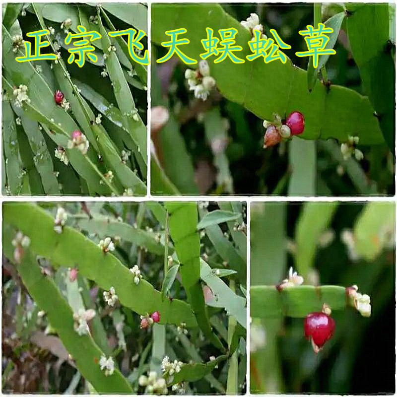 包邮带土阳台庭院药草植物飞天蜈蚣草百足草竹节蓼芽江草苗盆栽