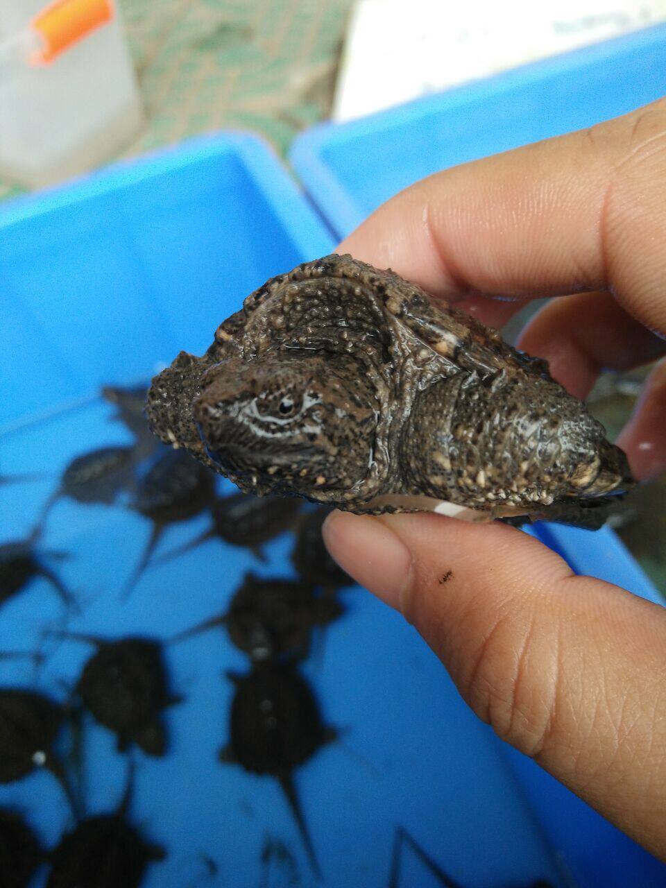 鳄龟小鳄北美龟苗活物观赏凶猛暴刺杂佛小乌龟龟