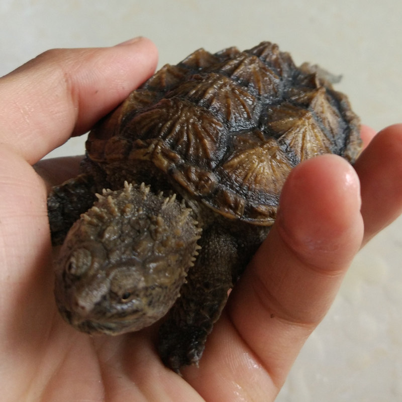 fcgxryych-138054仙人爷爷自家养殖佛罗里达原种纯佛鳄龟非杂龟