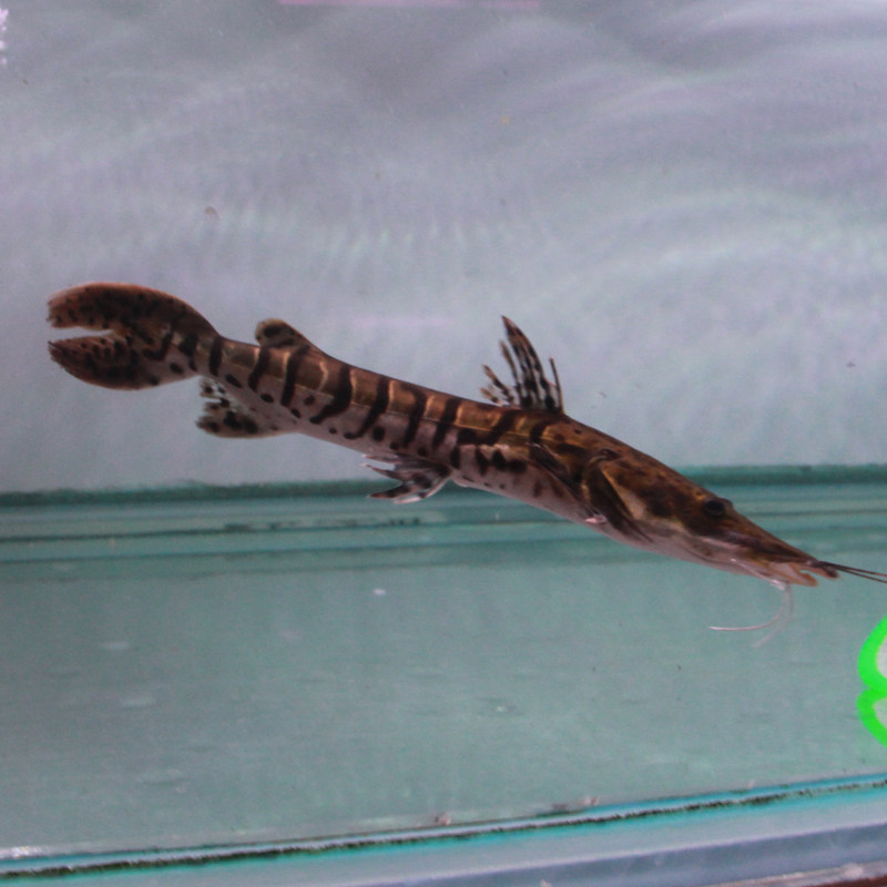 虎纹鸭嘴鲨鱼虎皮鸭嘴鲨热带观赏鱼活体金龙鱼银龙中大型鱼场直销