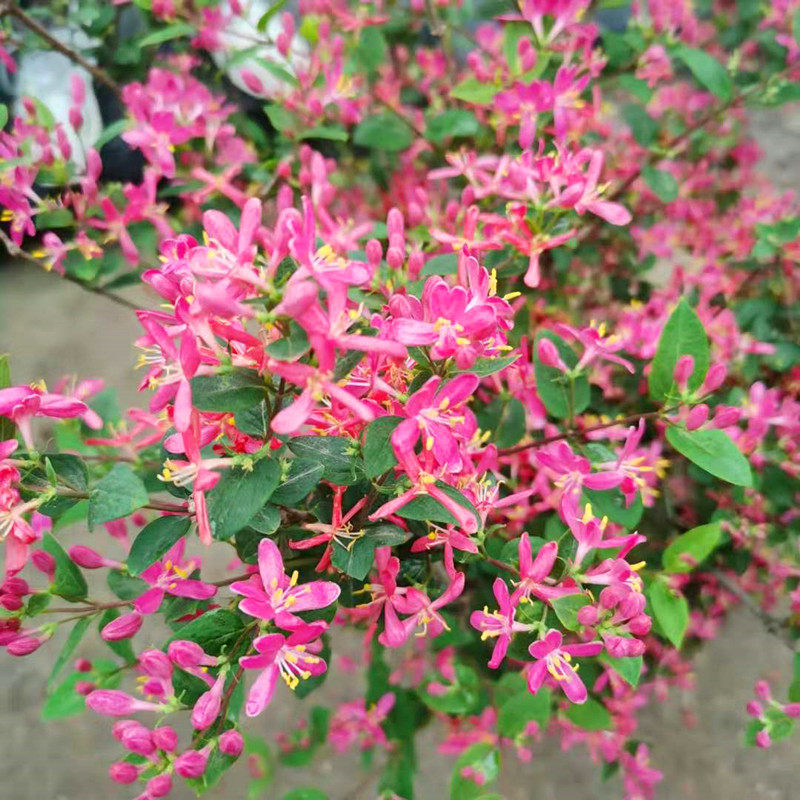 净化空气蓝叶忍冬盆栽耐寒耐热多年生灌木阳台庭院时令草本花卉