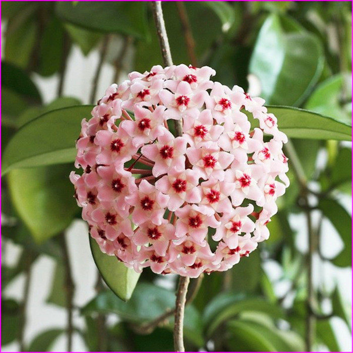 球兰一叶兰吊兰兰大苗大花球球形花苗室内爬藤时令草本花卉