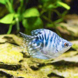 球珍珠马甲鱼活体5条装 黄蓝曼龙五彩丽丽血蓝丽丽丝足热带观赏鱼