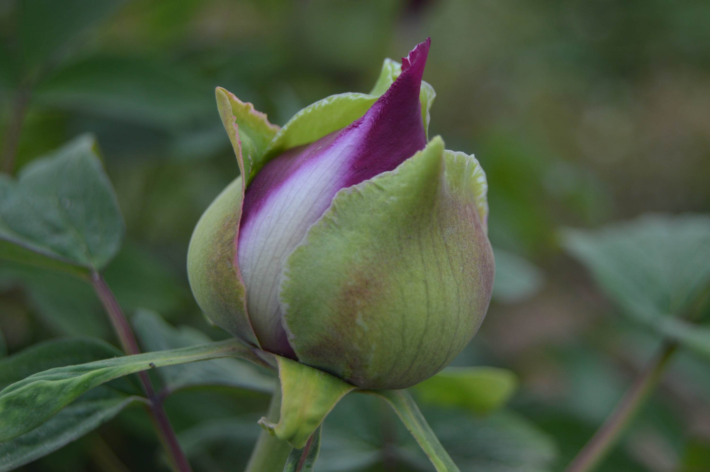 花苗牡丹牡丹花冠世墨玉玉牡丹正宗重瓣大花木本时令草本花卉