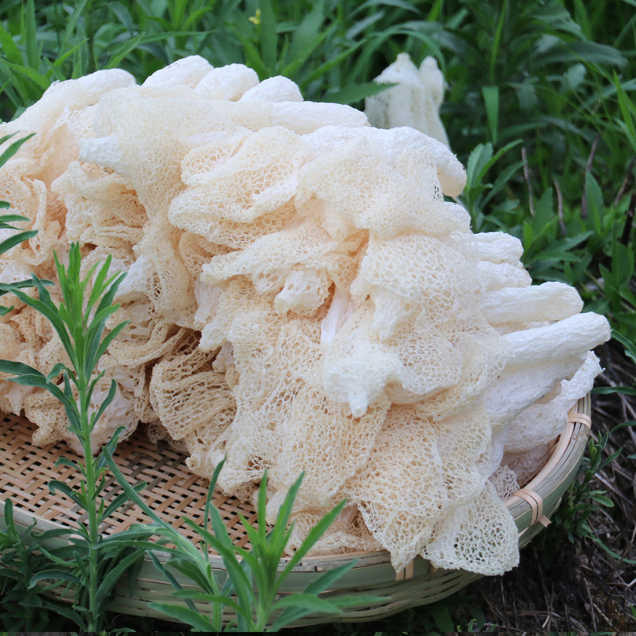 竹荪50g2包福建古田农家家竹干货竹笙自然竹荪