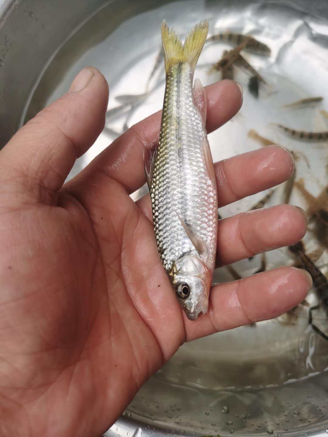 2斤顺丰包邮野生小溪石斑鱼500g淡水鱼光唇河鲜鱼