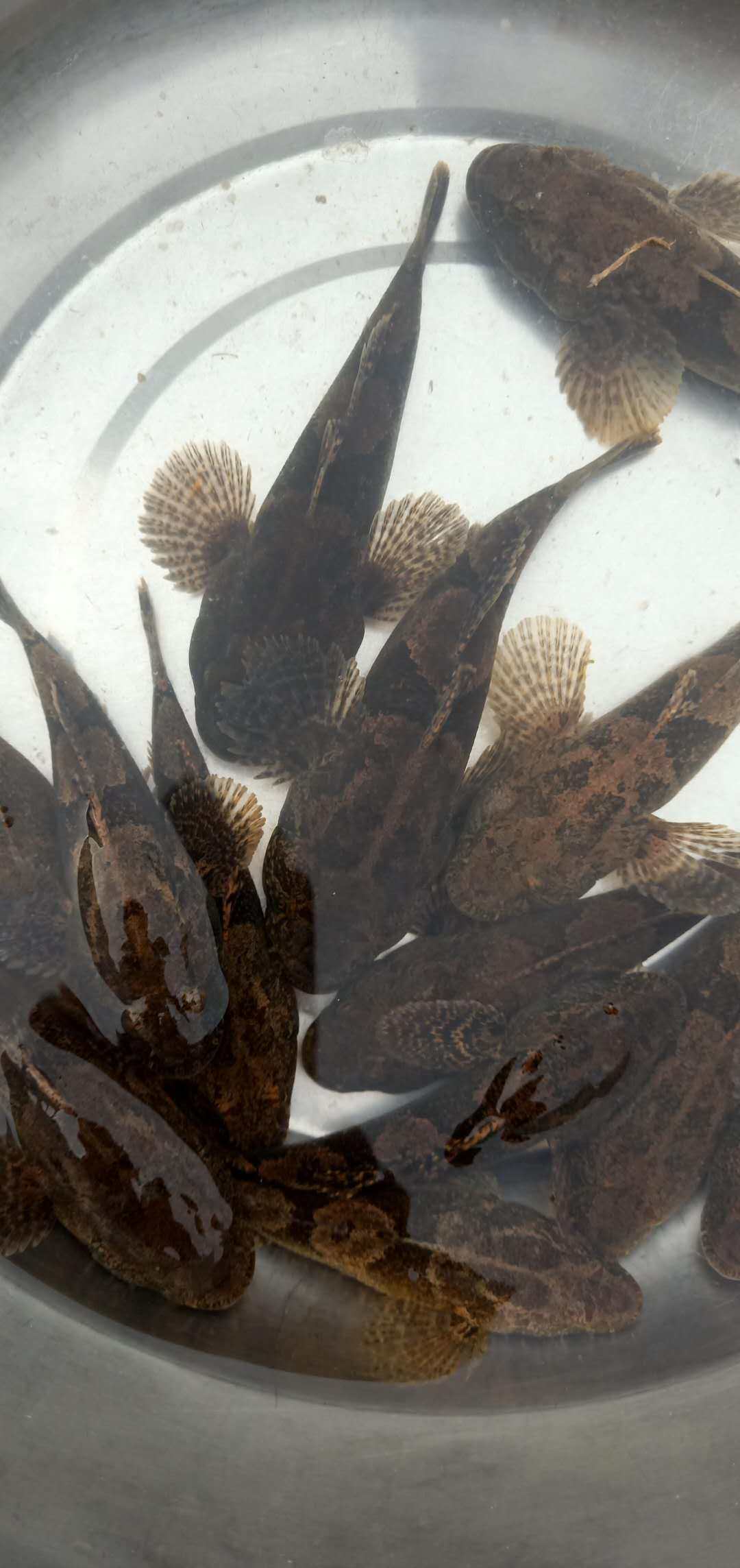 虎头野生憨巴鲨土土布笋壳子鱼沙塘新鲜活鱼呆淡水鱼类