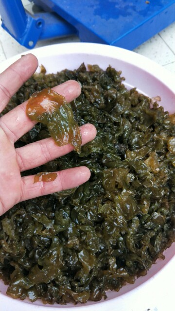 满2斤包邮新鲜野生湿地衣地皮菜地软地木耳菌葛仙米地踏菇500克